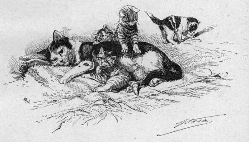 Scena con gatti